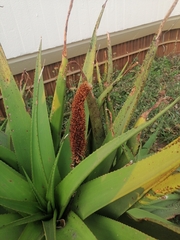 Aloe marlothii