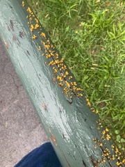 Dacrymyces spathularia