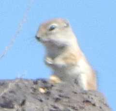 Ammospermophilus leucurus