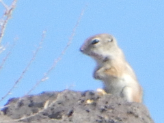 Ammospermophilus leucurus