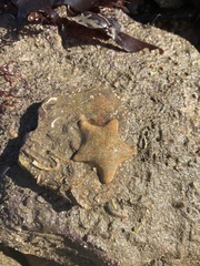 Asterina gibbosa