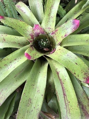 Neoregelia