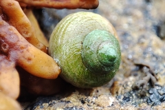 Littorina saxatilis