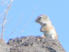 Ammospermophilus leucurus