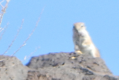 Ammospermophilus leucurus