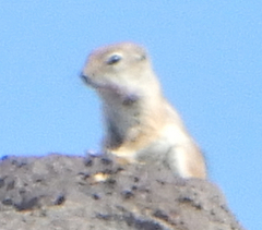 Ammospermophilus leucurus