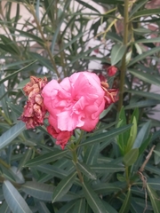 Nerium oleander