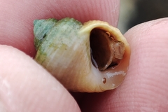 Littorina saxatilis
