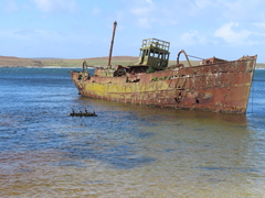 Phalacrocorax featherstoni