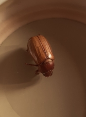 Amphimallon solstitiale