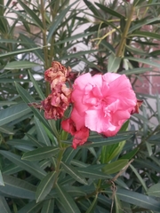 Nerium oleander