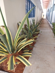 Agave americana