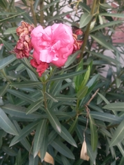Nerium oleander
