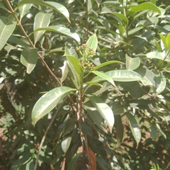 Syzygium cumini
