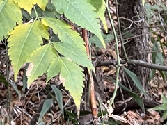 Koelreuteria bipinnata