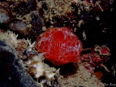 Aplidium elegans