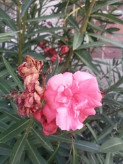 Nerium oleander
