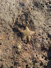 Asterina gibbosa