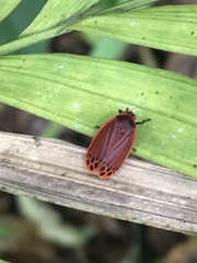 Iphirhina
