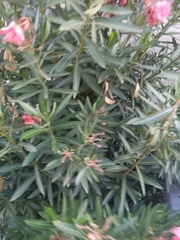 Nerium oleander