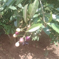 Syzygium cumini