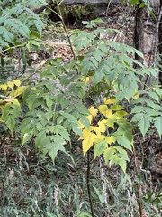 Koelreuteria bipinnata