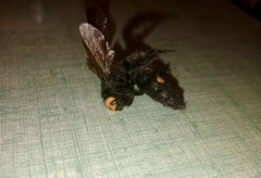 Megascolia maculata flavifrons