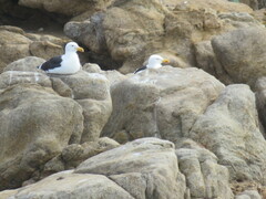 Larus dominicanus dominicanus