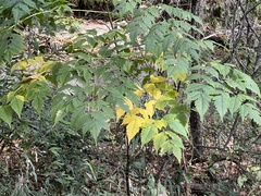 Koelreuteria bipinnata