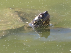 Graptemys ouachitensis