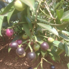 Syzygium cumini