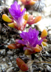 Disphyma dunsdonii