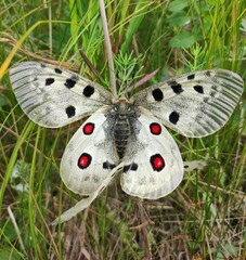 Parnassius apollo
