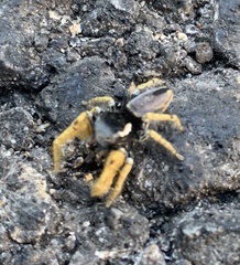 Phidippus arizonensis