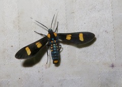 Phoenicoprocta hampsonii