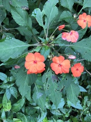 Impatiens walleriana