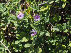 Psoralea repens