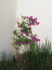 Bougainvillea