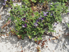 Psoralea repens