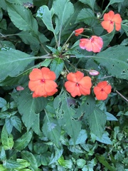 Impatiens walleriana