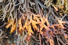 Pelvetia canaliculata