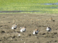 Charadrius falklandicus