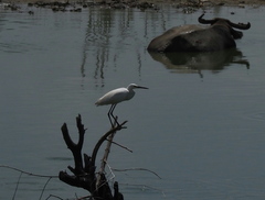 Egretta garzetta