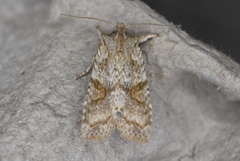Lithophane bethunei