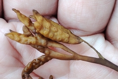 Pelvetia canaliculata