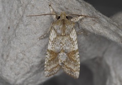 Lithophane bethunei