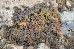 Pelvetia canaliculata