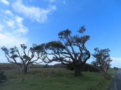 Olearia traversiorum
