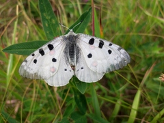 Parnassius apollo