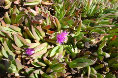 Carpobrotus chilensis